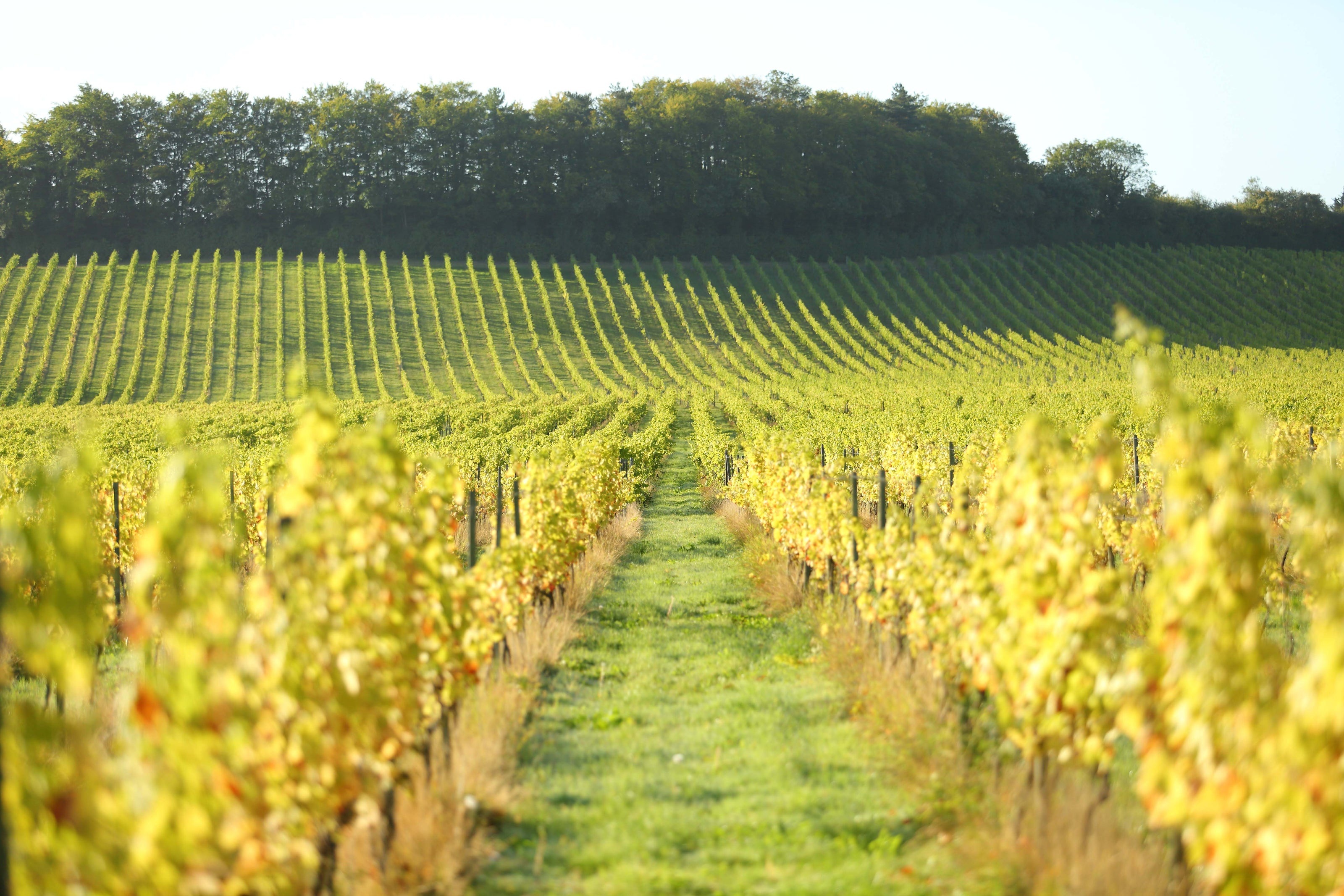Denbies Wine Estate — The beauty of English wine country